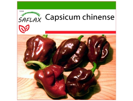 SAFLAX Chili Chocolate Habanero Capsicum Chinense 10 Sementes com Substrato de Cultivo Livre de Germes
