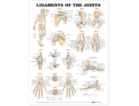 Livro Ligaments of the Joints Anatomical Chart de Acc (Inglês)