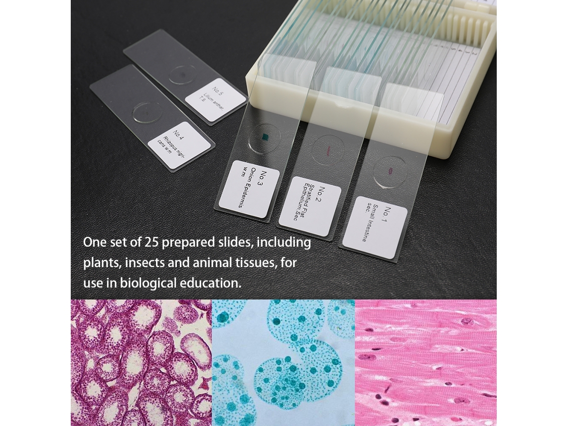 25pcs/set Lâminas de Microscópio Preparadas com Espécimes de Plantas, Insetos e Tecidos | S/MARCA