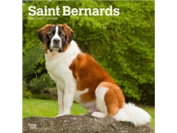Livro Saint Bernards 2026 Square Flap Calendar de BrownTrout Books (Inglês)