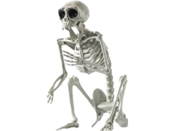 Decorações De Cachorro Esqueleto, Estátuas De Cachorro Para O Halloween | Esqueletos