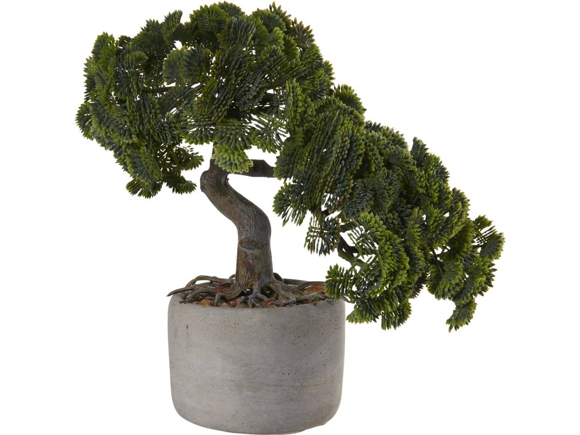 Bonsai ASA 66222444
