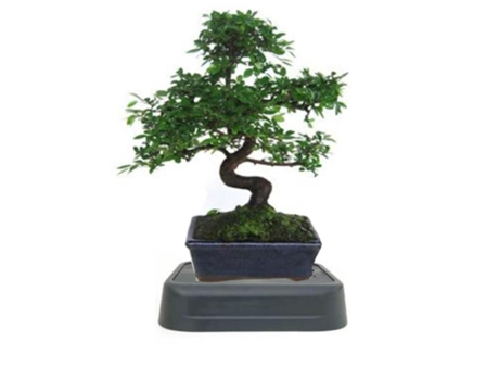 Pack Especial Rega Bonsai Zelkova Parvifolia 8 Anos