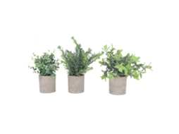 3 Plantas Falsas Eucalipto LAXISCREED