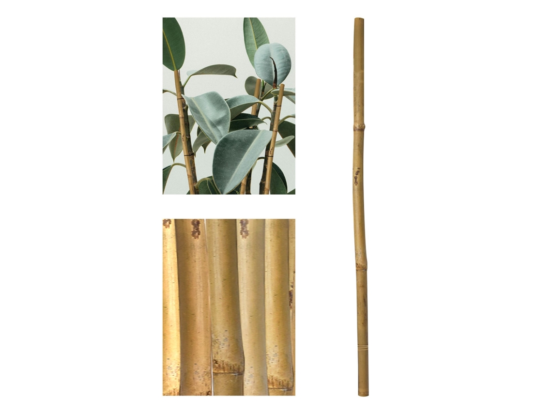Estacas Ecológicas de Bambu para Jardim Estaca Natural: 60-210Cm Embalagem de 12-36 Unidades Embalagem de 24 Unidades 150Cm Altura 10-12 Mm JARDIN202