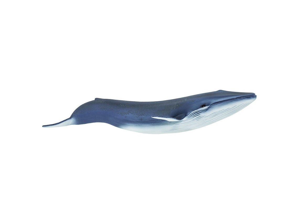 SAFARI Blue Whale