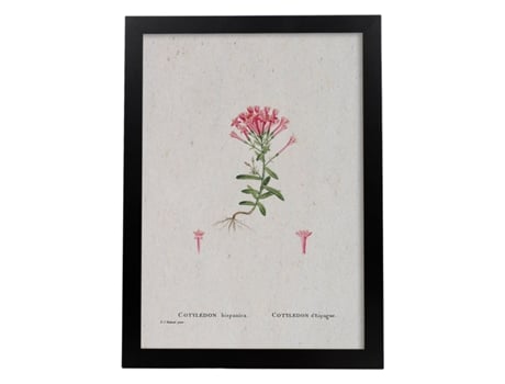 Póster NACNIC Natureza - 102. Pósters com ilustrações em aquarela de Pierre -Joseph Redouté.