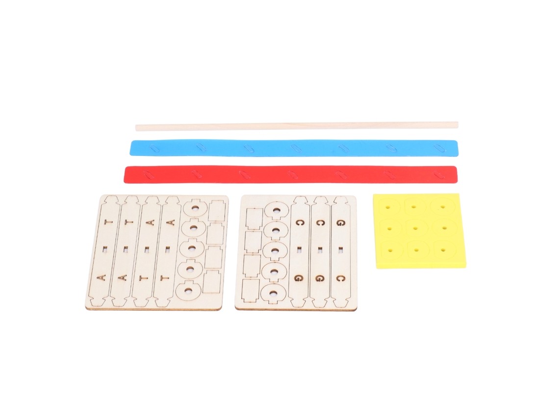Mali modelo de Dna em Madeira Espiral Dupla Diy Fácil de Montar para Crianças 6+ Anos