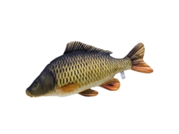 GABY The Common Carp Medium