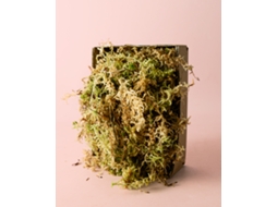 Musgo Sphagnum 100 G – Substrato Natural Para Orquídeas E Terrários