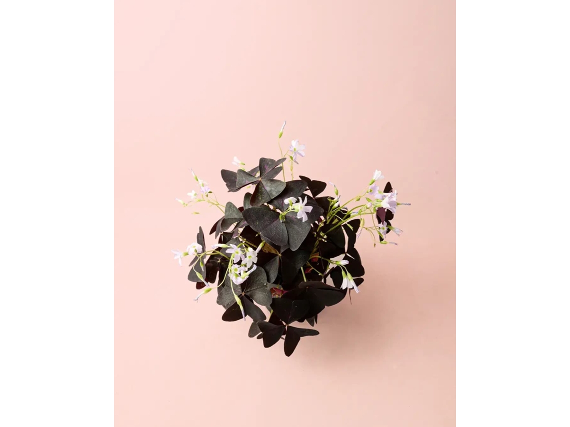 Oxalis Triangularis 12 Cm – Planta Borboleta