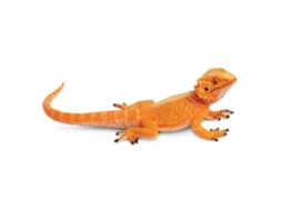 SAFARI Bearded Dragon