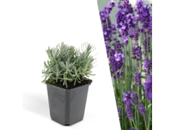 6 Plantas de Lavanda Lavandula Angustifolia 'hidcote' Cobertura resistente Perenes (LxAxP cm)
