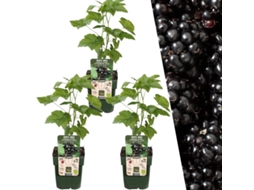 Plants by Frank | 3 plantas de amora | 100 plantas frutíferas orgânicas | amoras | plantas de jardim | plantas resistentes para o jardim