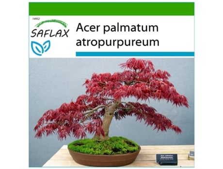 SAFLAX Bordo Vermelho Acer Palmatum Atropurpureum 20 Sementes com Substrato de Cultivo Livre de Germes