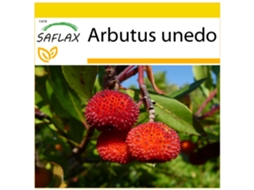 SAFLAX Conjunto de Cultivo Medronheiro Arbutus Unedo 50 Sementes com Mini Estufa Substrato de Cultivo e 2 Vasos