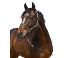 Cabeçada Grooming Verde Ponynorton Equestrian