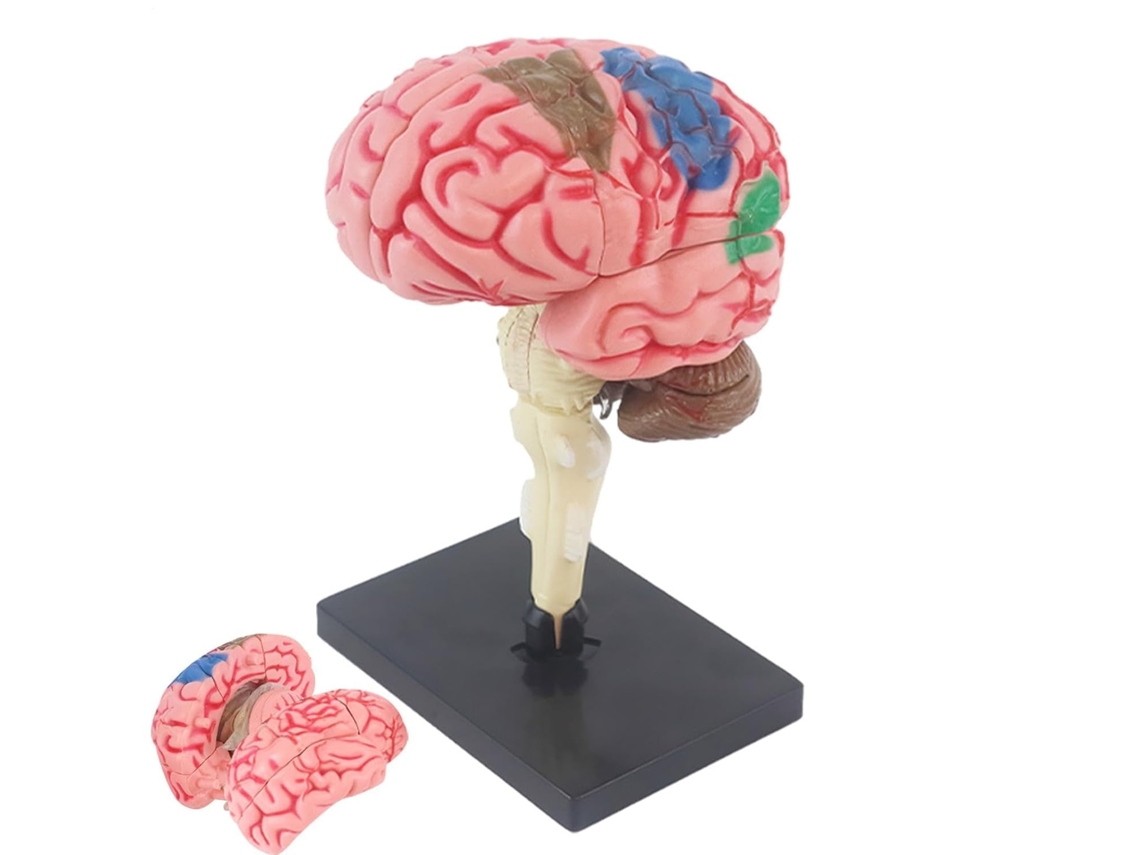Modelo 3d Do Cérebro, Puro Ensino De Anatomia.