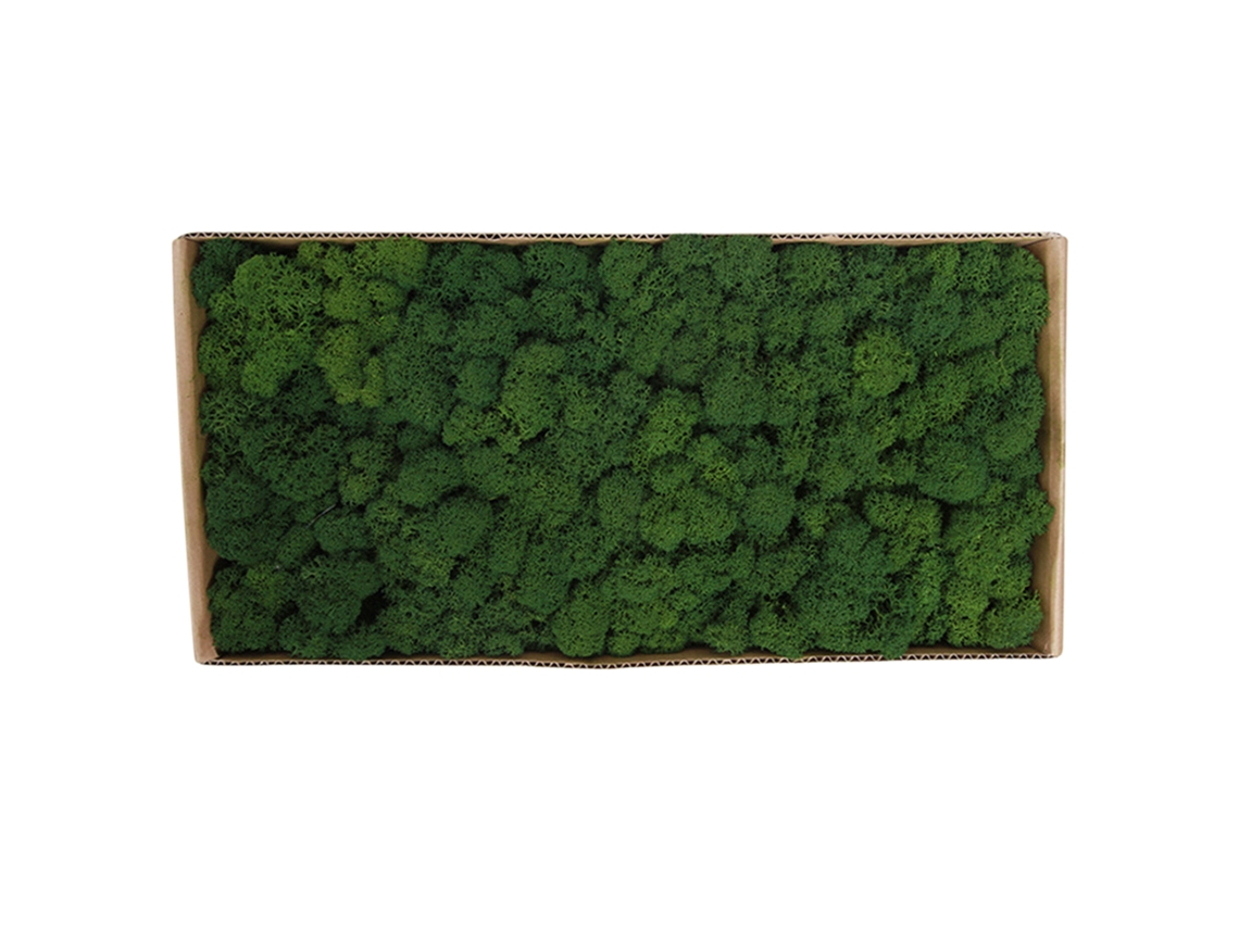 Arte De Jardim De Musgo Preservado Para Parede