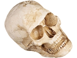 Escultura De Caveira De Resina Com Detalhes Intrincados, Decoração De Halloween Prateleira E Mesa