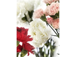 Clavel Colombiano | Flor Natural | Ramo De 20 Tallos | 65cm De Alto Rosa