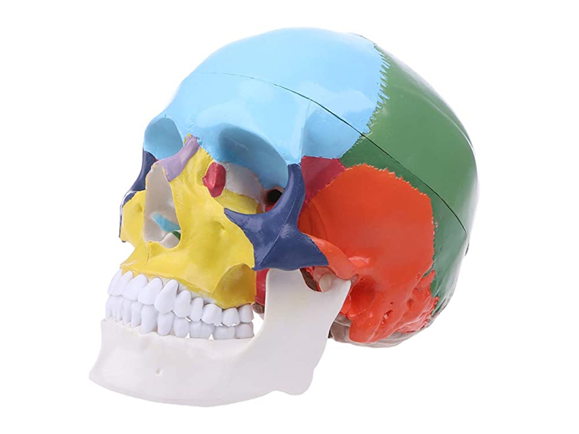 Modelo de Cérebro Simulado LAXISCREED