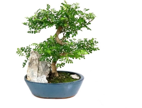 Operculicarya Bonsai LUSO-BONSAI  de 12 anos