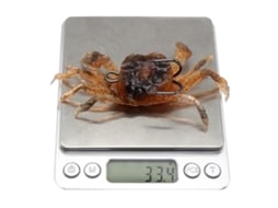 Isca Artificial Caranguejo 10cm 30g com Gancho Afiado