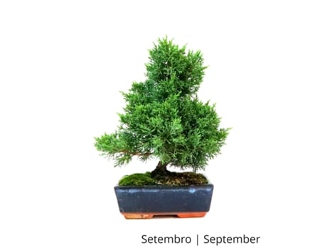 Bonsai Juniperus Sargentii de 9 Anos LUSO BONSAI