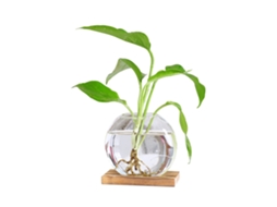 Vaso De Vidro Hidropônico Estilo Nórdico Criativo Para Plantas