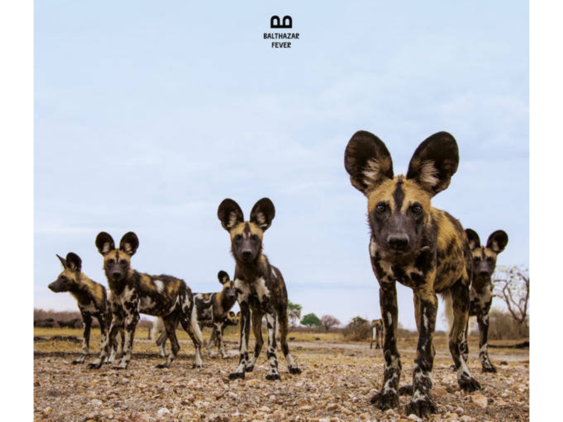CD Balthazar  - Fever (1CDs)