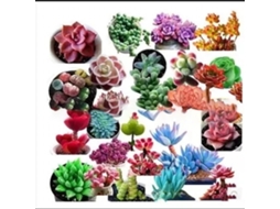 Sementes de suculentas Primerox, 100 unidades, crescimento rápido, fleshy, para jardim, balcão, bonsai