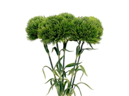 Dente De Leão Artificial Verde Escuro Resistente Ao Desbotamento Para Decoração
