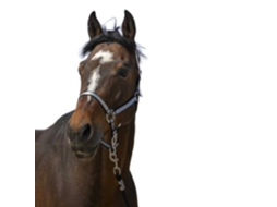 Cabeçada Nylon Soft Preto Fullnorton Equestrian