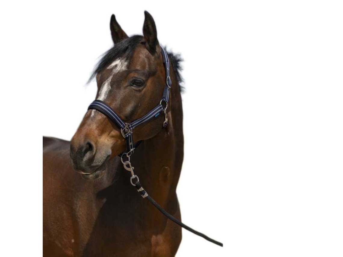 Cabeçada 4Lines Azul Cobnorton Equestrian