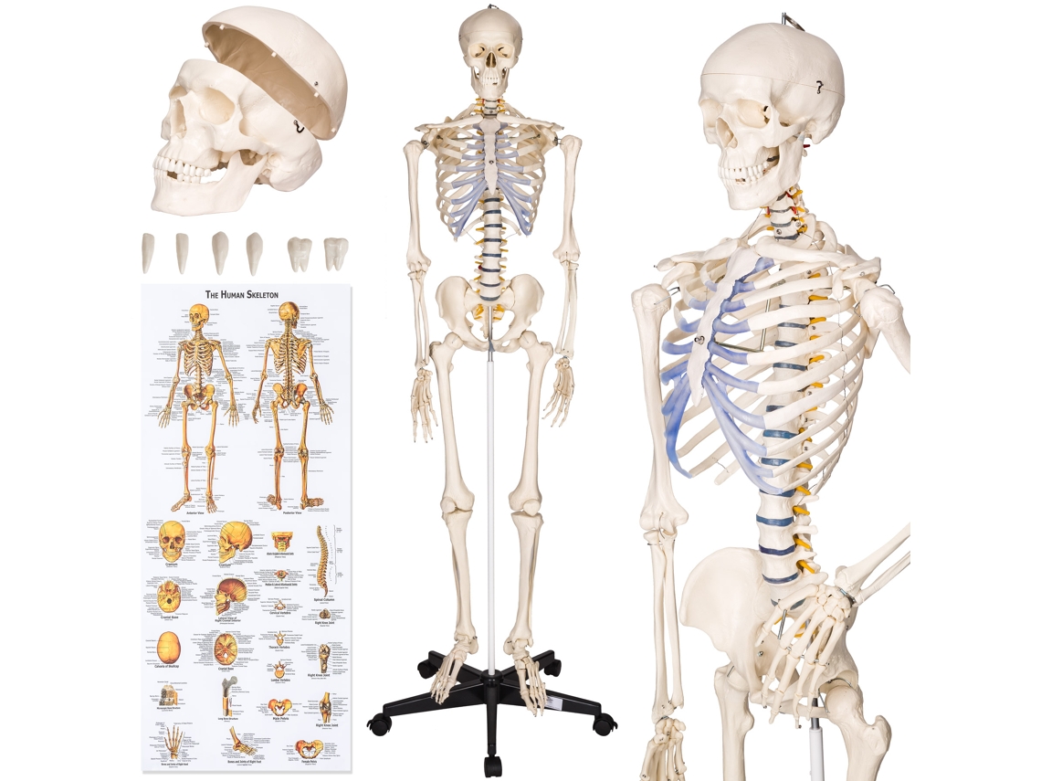 Esqueleto Anatômico Tectake Modelo Detalhado Tamanho Real, 181 Cm, Base Com Rodas, Partes Desmontáveis, Póster Educativo, Branco