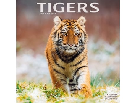 Livro Tigers Calendar 2024 Square Wildlife Safari Big Cats Wall Calendar - 16 Month de Avonside Publishing ltd (Inglês)