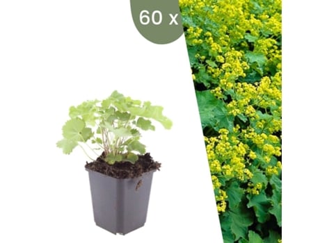 | 60 Plantas De Manto De Senhora | Alchemilla Mollis | Cobertura Do Solo Hardy | Perenes Hardy | Plantas De Jardim Hardy Plants By Frank