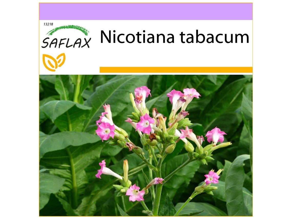 SAFLAX Tabaco Virgínia Genuíno Nicotiana Tabacum 250 Sementes