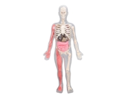 Kit De Ciências Interativo Eujgoov Com Modelo Do Corpo Humano Que Brilha No Escuro Para Crianças E