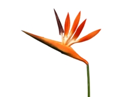 Flor artificial Bird Of Paradise laranja vermelho para decoração LAXISCREED