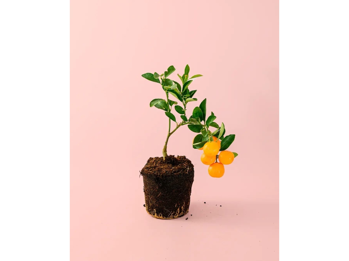 Mini Laranjeira | Mini Árvore Frutífera Natural | Pur Plant