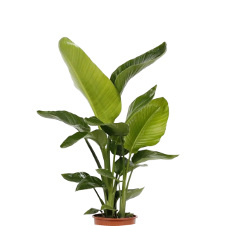 Plantas Naturais